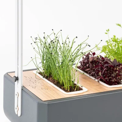 Onion microgreens in Gourmet