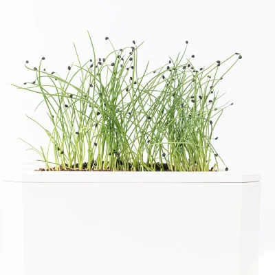 Onion microgreens- side view
