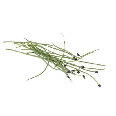 several leaves of Onion microgreens
