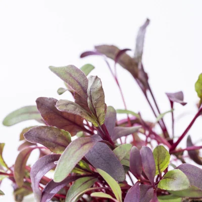 Zoom sur Micropousses Oseille sanguine Zoom sur Micropousses Oseille sanguine