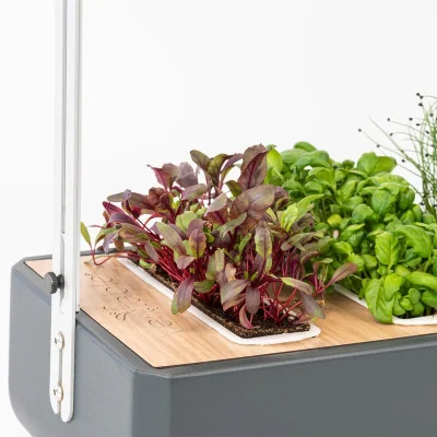 Bloody sorrel microgreens in Gourmet Bloody sorrel microgreens in Gourmet