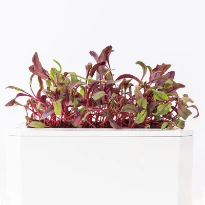 Micropousses Oseille sanguine- vu de profil Micropousses Oseille sanguine- vu de profil