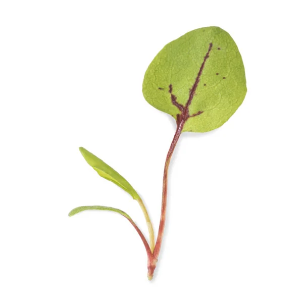 Feuille de Micropousses Oseille sanguine