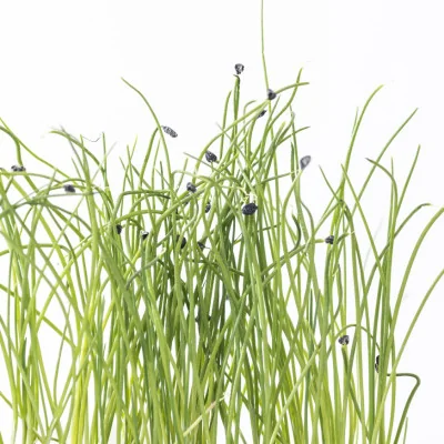 Focus on Leek microgreens Focus on Leek microgreens