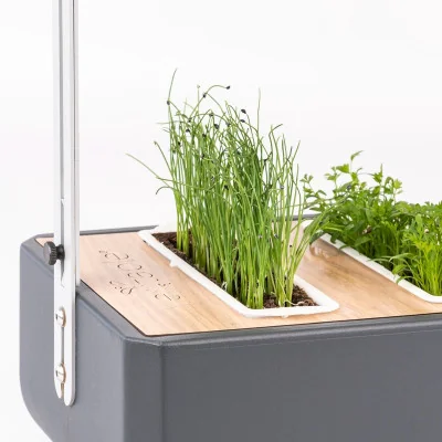 Leek microgreens in Gourmet Leek microgreens in Gourmet