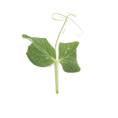 Leaf of Peas microgreens Leaf of Peas microgreens