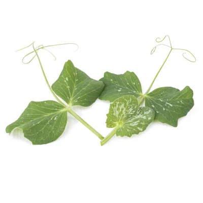 Plusieurs feuilles de Micropousses Pois Plusieurs feuilles de Micropousses Pois