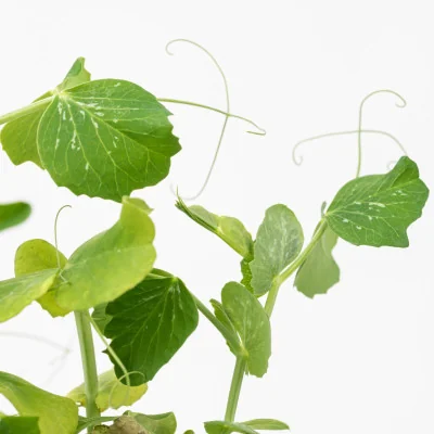 Focus on Peas microgreens Focus on Peas microgreens