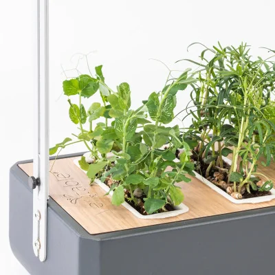 Peas microgreens in Gourmet Peas microgreens in Gourmet