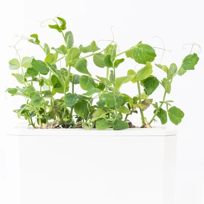 Peas microgreens - side view Peas microgreens - side view