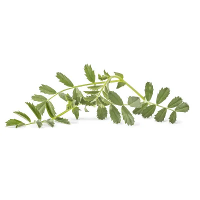 Several leaves of Chickpea microgreens Several leaves of Chickpea microgreens