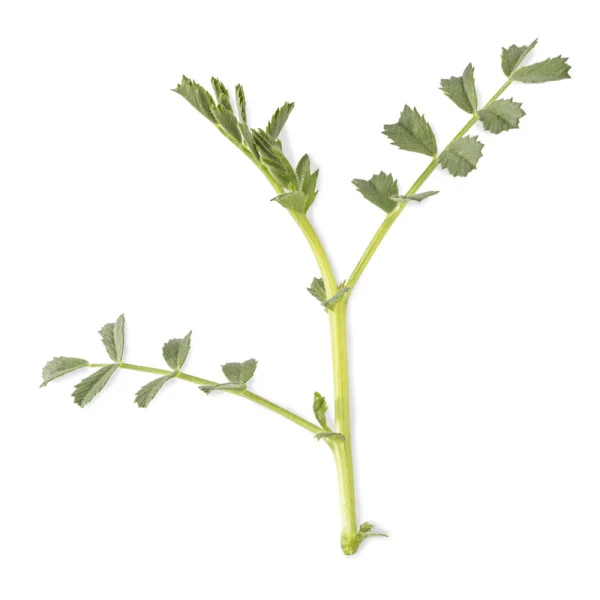 Leaf of Chickpea microgreens