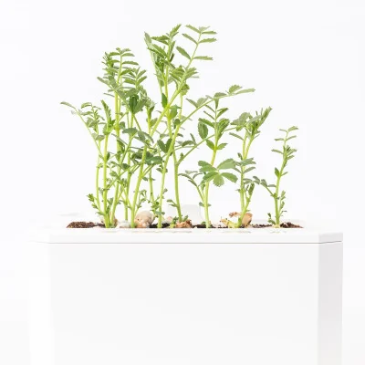 Chickpea microgreens - side view Chickpea microgreens - side view