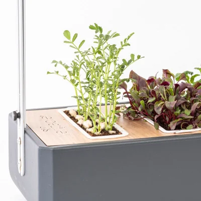 Chickpea microgreens in Gourmet Chickpea microgreens in Gourmet