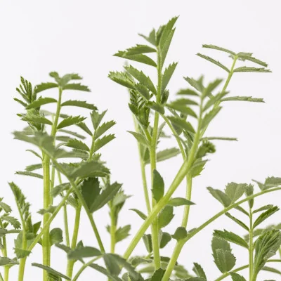 Focus on Chickpea microgreens Focus on Chickpea microgreens