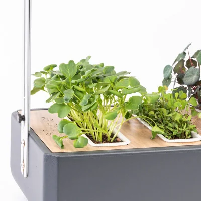 Daikon radish microgreens in Gourmet