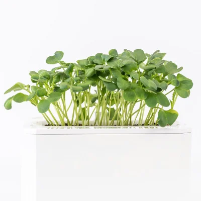 Daikon radish microgreens- side view
