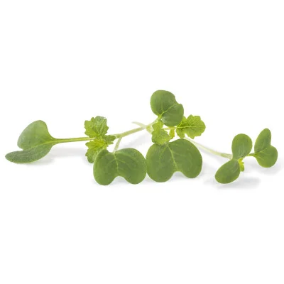 Several leaves of Daikon radish microgreens