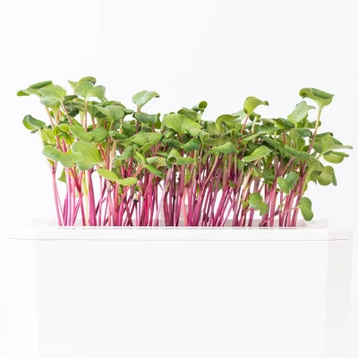 Pink radish microgreens - side view Pink radish microgreens - side view