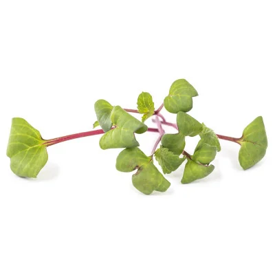Plusieurs feuilles de Micropousses Radis rose Plusieurs feuilles de Micropousses Radis rose