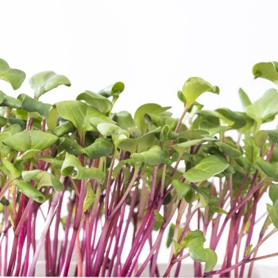 Focus on Pink radish microgreens Focus on Pink radish microgreens