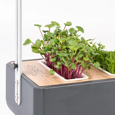 Pink radish microgreens in Gourmet Pink radish microgreens in Gourmet