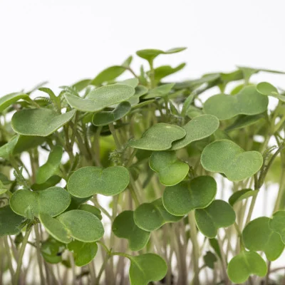 Zoom sur Micropousses Roquette Zoom sur Micropousses Roquette