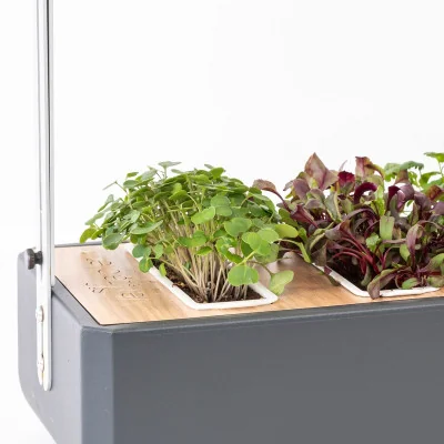 Micropousses Roquette dans Gourmet Micropousses Roquette dans Gourmet