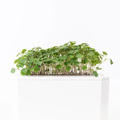 Micropousses Roquette- side view Micropousses Roquette- side view