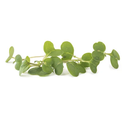 Plusieurs feuilles de Micropousses Roquette Plusieurs feuilles de Micropousses Roquette