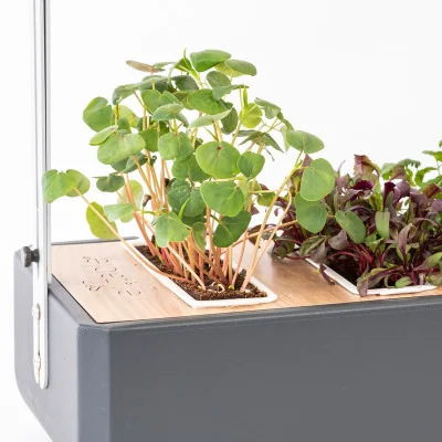 Buckwheat microgreens in Gourmet Buckwheat microgreens in Gourmet