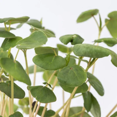 Focus on Buckwheat microgreens Focus on Buckwheat microgreens