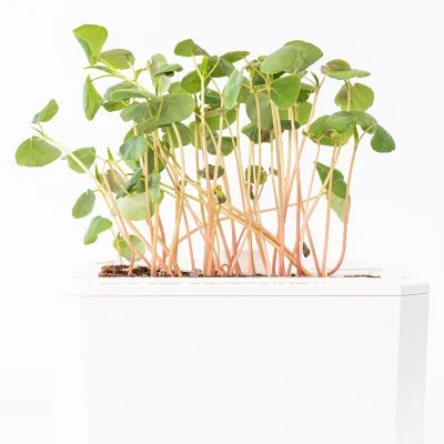 Buckwheat microgreens- side view Buckwheat microgreens- side view
