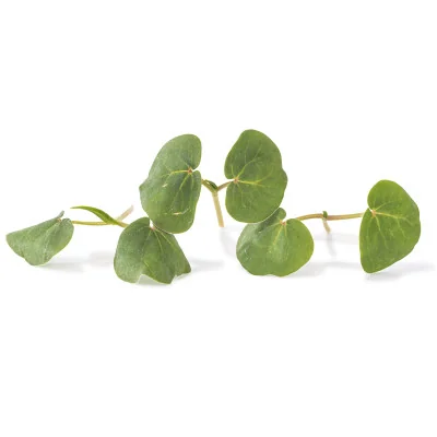 Several leaves of Buckwheat microgreens Several leaves of Buckwheat microgreens