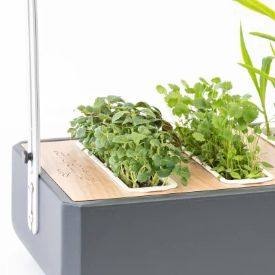 Green shiso microgreens in Gourmet Green shiso microgreens in Gourmet