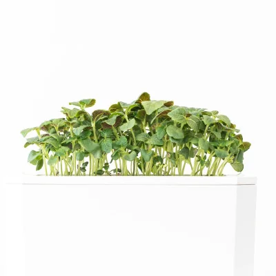 Green shiso microgreens- side view Green shiso microgreens- side view
