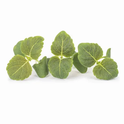 Several leaves of Green shiso microgreens Several leaves of Green shiso microgreens