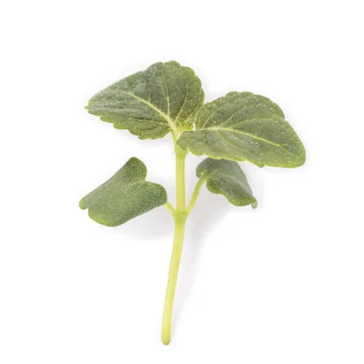 Leaf of Green shiso microgreens Leaf of Green shiso microgreens