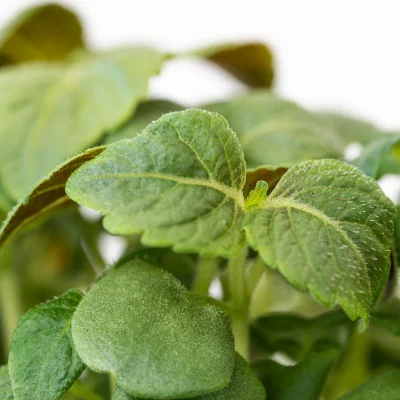 Focus on Green shiso microgreens Focus on Green shiso microgreens