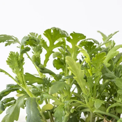 Focus on Edible Chrysanthemum microgreens Focus on Edible Chrysanthemum microgreens
