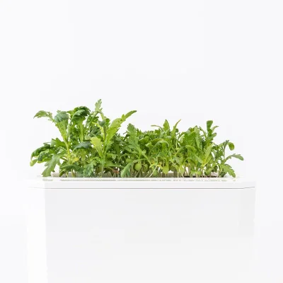 Edible Chrysanthemum microgreens- side view Edible Chrysanthemum microgreens- side view