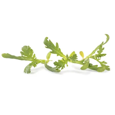 Several leaves of Edible Chrysanthemum microgreens Several leaves of Edible Chrysanthemum microgreens