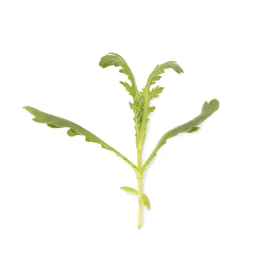 Feuille de Micropousses Shungiku Feuille de Micropousses Shungiku