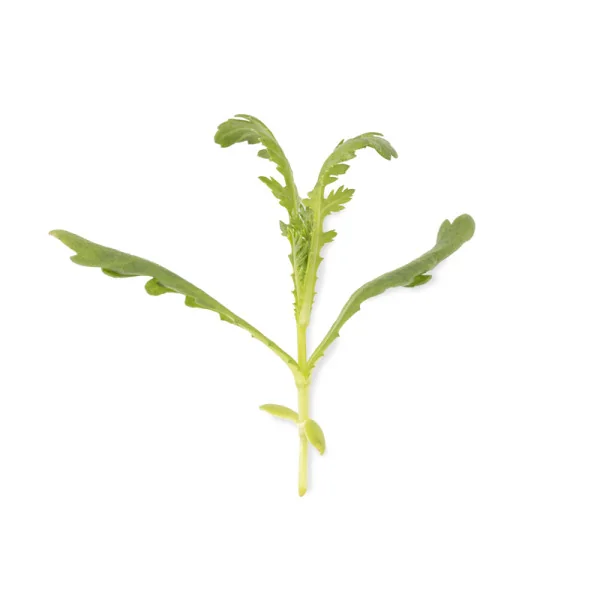 Feuille de Micropousses Shungiku