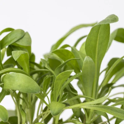 Focus on Marigold microgreens Focus on Marigold microgreens