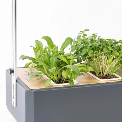 Marigold microgreens in Gourmet Marigold microgreens in Gourmet