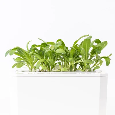 Marigold microgreens- side view Marigold microgreens- side view