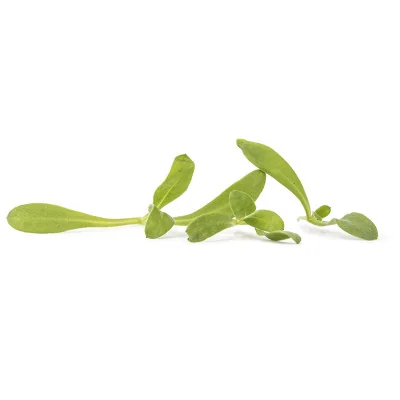 Several leaves of Marigold microgreens Several leaves of Marigold microgreens