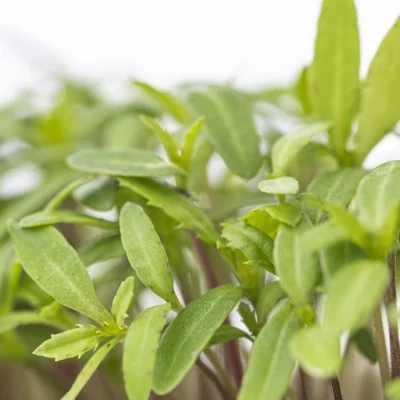 Focus on Citrus tagetes microgreens Focus on Citrus tagetes microgreens