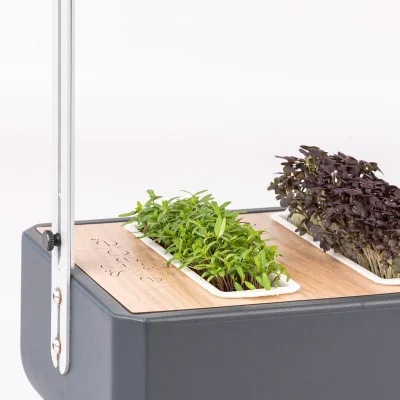 Citrus tagetes microgreens in Gourmet Citrus tagetes microgreens in Gourmet